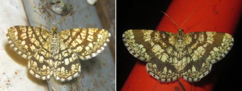Chiasmia clathrata
